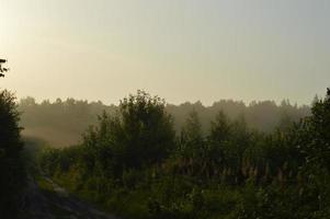 Panorama of fog in the forest above the trees photo