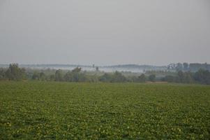 Panorama of fog in the forest above the trees photo