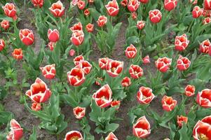Texture of a field of multi-colored bloomed tulips photo