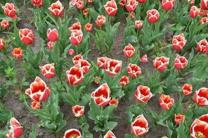 Textura de un campo de tulipanes florecidos multicolores foto