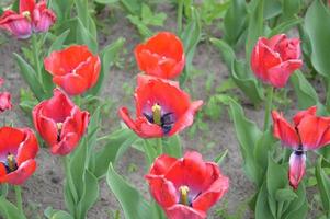 Texture of a field of multi-colored bloomed tulips photo