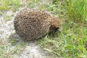 The hedgehog is on the road in the village photo