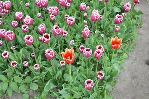 Texture of a field of multi-colored bloomed tulips photo