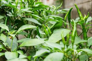 Green fresh chili photo