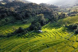 Campos de arroz verde en la temporada de lluvias desde la parte superior de arriba foto