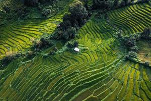 Campos de arroz verde en la temporada de lluvias desde la parte superior de arriba foto