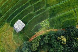 Green rice fields in the rainy season from the from the top above photo