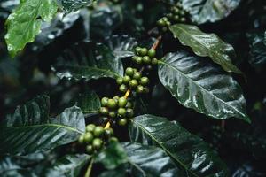 Coffee plantation in the misty forest in South Asia photo