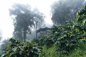 Coffee plantation in the misty forest in South Asia photo