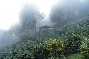 Coffee plantation in the misty forest in South Asia photo