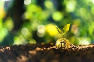 el crecimiento de bitcoin, las monedas de bitcoin en el suelo y las hojas crecen. foto