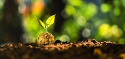 Bitcoin growth, Bitcoin coins on the ground and leaves grow.