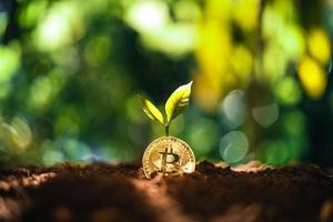 Bitcoin growth, Bitcoin coins on the ground and leaves grow. photo