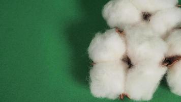Close up of Cotton flower on green background.