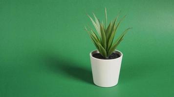 Artificial cactus plants or plastic or fake tree on green background. photo