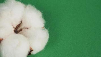 Close up of Cotton flower on green background. photo