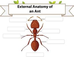 hoja de trabajo de anatomía externa de una hormiga vector