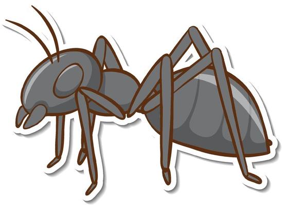 A sticker template with black ant isolated