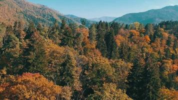 automne en forêt aérienne video