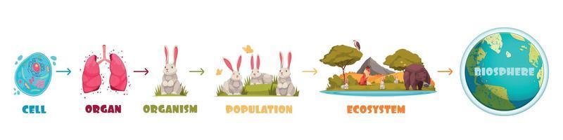 Biological Hierarchy Infographics Scheme vector