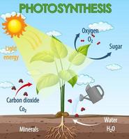 Diagram showing process of photosynthesis in plant vector