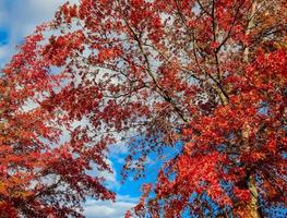 Colorful foliage in the oak trees on the west side of Redmond, OR photo