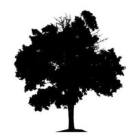 Tree Silhouette Isolated on White Backgorund. Vecrtor Illustration. vector