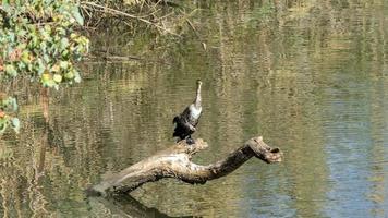 Bird se sienta en la madera en medio del río Yarkon, Tel Aviv, Israel