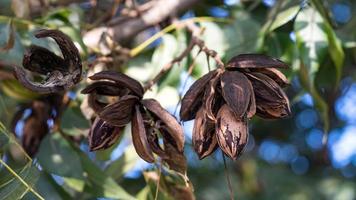 Dried pecan nuts on the tree, autumn in Israel