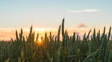 hermosa puesta de sol sobre el campo en blagoveshenskaya, rusia foto