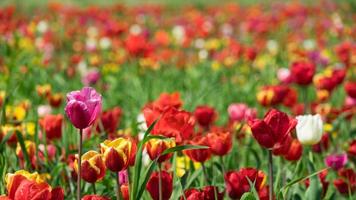 Multicolored tulip meadow near Krasnodar, Russia photo