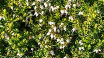 Awessome blossom of erica in Crimea photo