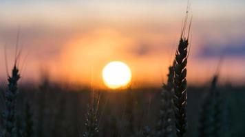 hermosa puesta de sol sobre el campo blagoveshenskaya, rusia foto