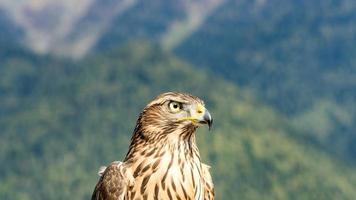 Close-up of beautiful hawk. autumn in Abkhazia