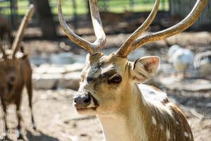 Cerca de ciervo chital manchado en un parque yarkon foto