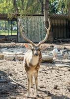 A beautiful spotted Chital deer in a park Yarkon Tel Aviv, Israel photo