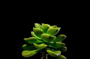 Succulent plant close-up fresh leaves detail of Echeveria Melaco photo