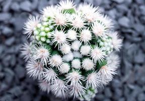 Especies de cactus mammillaria vetula gracilis, casquete de nieve de Arizona foto