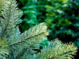 Artificial foliage of artificial Christmas tree photo