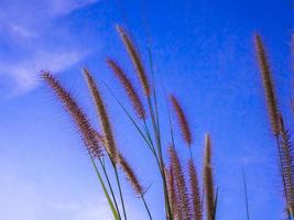 Mission grass and the blue sky photo