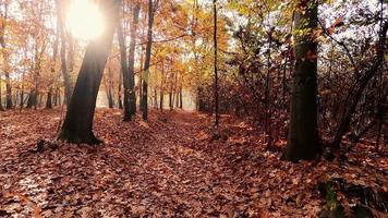 Beautiful autumn forest scenery video