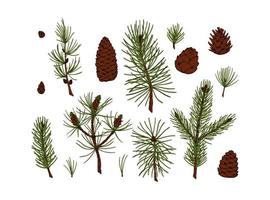 Set of hand drawn evergreen plants and cones vector
