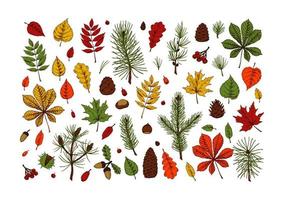 Set of hand drawn multicolored forest design elements, including maple, chestnut, oak leaves, Christmas tree branches, pine cones, acorn on white background. Autumn clipart. Vector illustration.