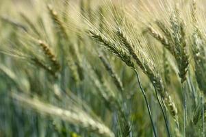 Close-up barley blur for the background. photo