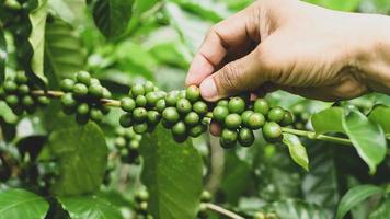 un agricultor de una plantación de café está cuidando los granos de café en la planta. foto
