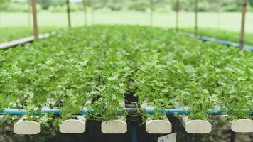 plantación de cilantro hidropónico en invernadero, hortalizas orgánicas. foto