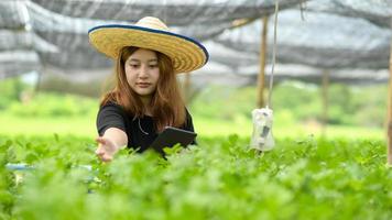 chica asiática con tableta en mano inspeccionando parcela de hortalizas orgánicas en invernadero, agricultura inteligente.