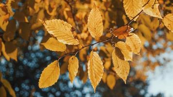 hojas de otoño de cerca
