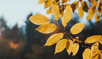 hojas de otoño de cerca