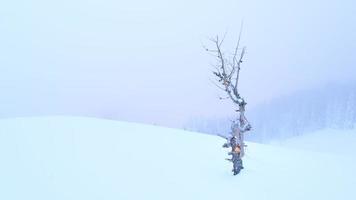 A dry larch plant alone in the snow photo